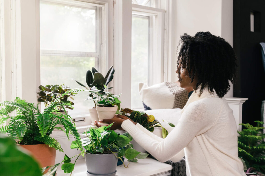 An image of a woman practicing houseplant therapy by rearranging her indoor plants. A practice involving houseplants and mental health improvement. 