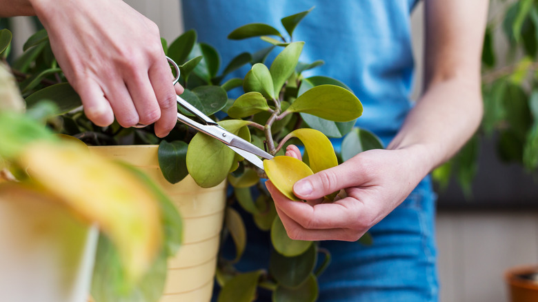 A woman showing how to trim houseplants with a pair of fine-tipped scissors. 