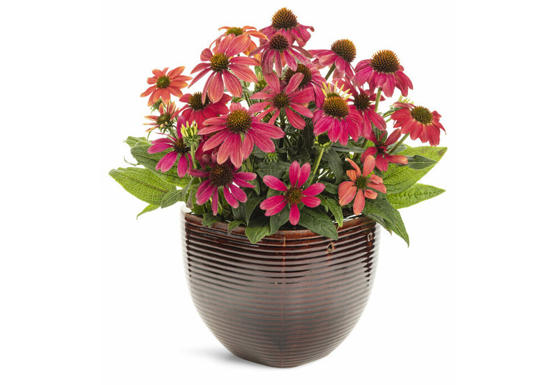 An picture of a potted echinacea, also known as coneflower. The flowers are slightly cone-shaped with the pale red petals pointing downward. 