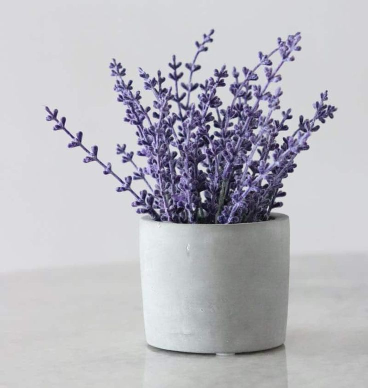 An image of a lavender plant with tall, slender, indigo colored sprouts in a white pot. 