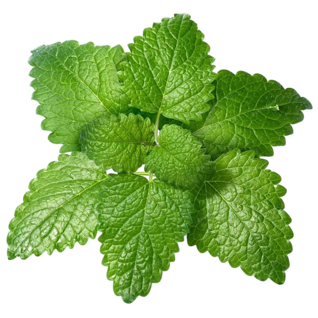 An image of a lemon balm herb with green, round tipped leaves. Lemon balm is a common medicinal herb.