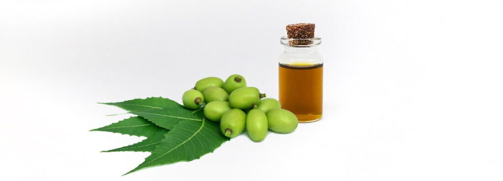 A bottle of brown liquid neem oil next to the fruits and leaves of the tree from which the oil is extracted.