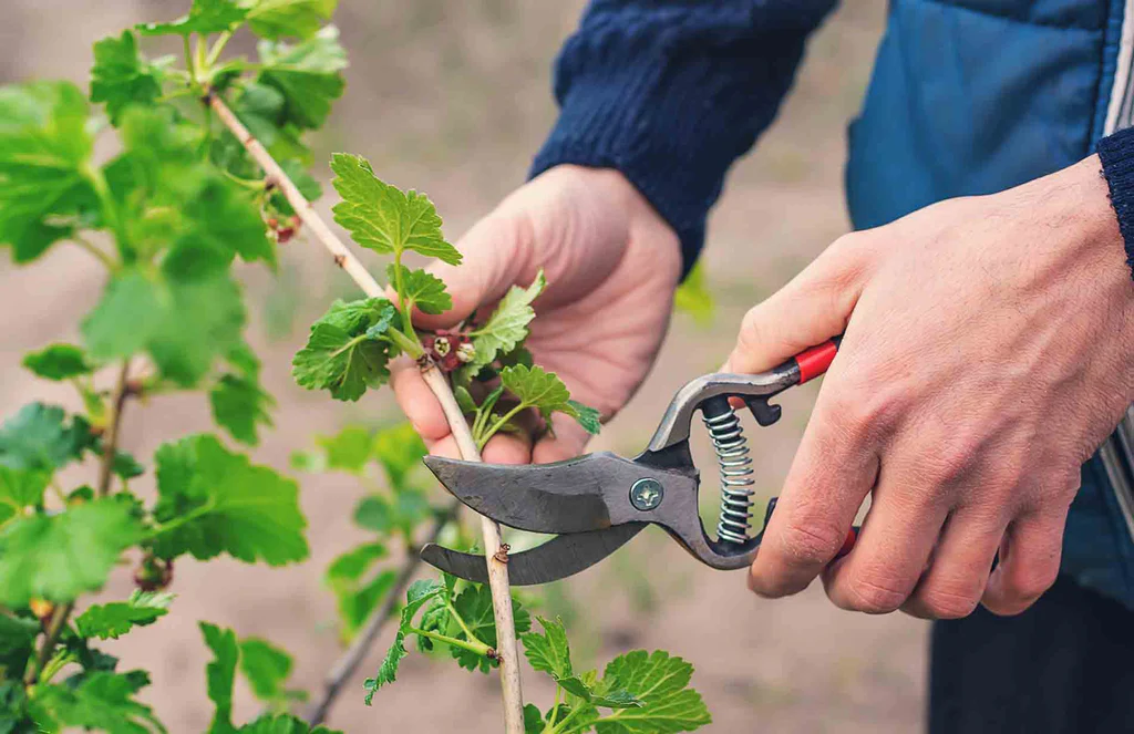 An image of a person using gardening shears to trim a portion of a plant for propagation. 