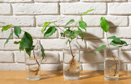 An image of three separate plant cuttings starting to grow roots in a glass of water. 